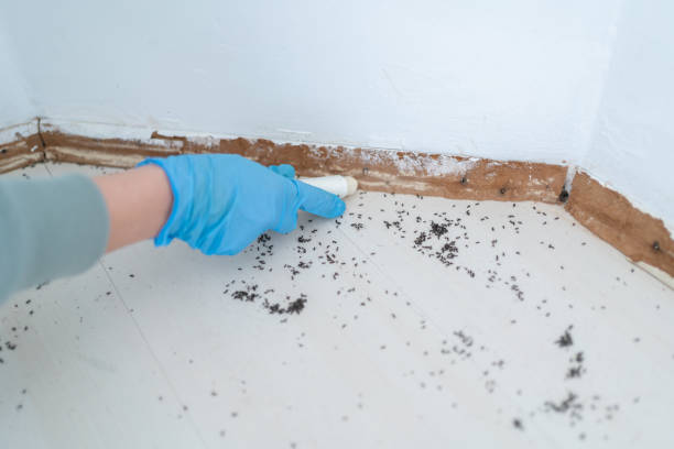 Best Local Pest Control Services  in Northlake, TX